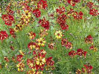 Roulette (Coreopsis)