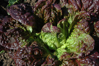 Rubens Romaine (Lettuce)