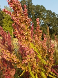 Ruby Gold (Orach)