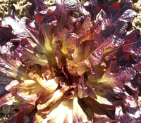 Ruby Oaklet Lettuce