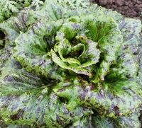 Ruby Zoisite (Lettuce)