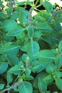 Sacred Basil (Basil, Sacred)