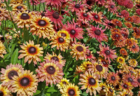 Sahara (Rudbeckia/Black-Eyed Susan)