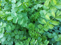 Salad Burnet (Burnet)