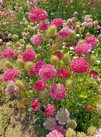 Salmon Queen (Scabiosa)