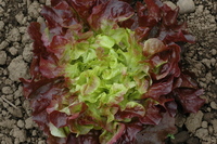 Samantha (Lettuce)