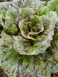 San Juan (Lettuce)