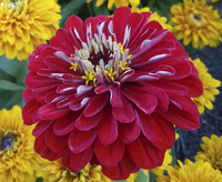 Scarlet Flame (Zinnia)