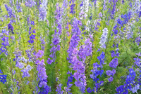 Shades of Blue (Larkspur)