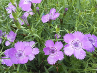 Siberian Blues (Dianthus)