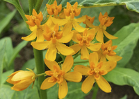 Silky Gold (Asclepias/Milkweed)