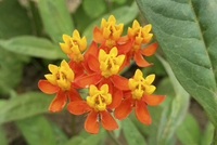 Silky Red (Asclepias/Milkweed)