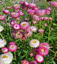 Silvery Rose (Helichrysum/Straw Flower)