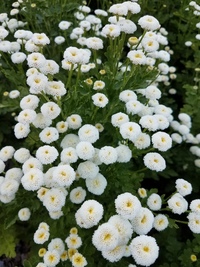 Snowball (Matricaria)