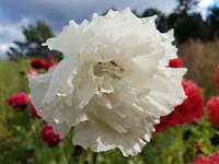 Snowball Peony (Poppy)