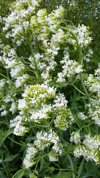 Snowcloud (Centranthus)