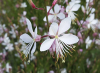 Sparkle White (Gaura)