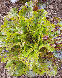 Speckled Romaine Mix (Lettuce)