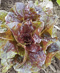 Speckled Spearpoint (Lettuce)