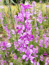 Splish Splash Larkspur