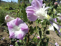 Split Second (Morning Glory)