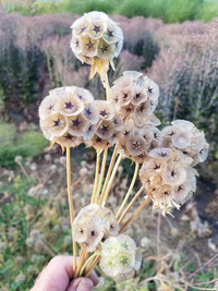 Starflower (Scabiosa)