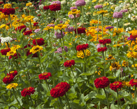 State Fair Mix (Zinnia)