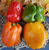Stoplight Bell Mix (Peppers)