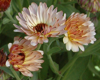 Strawberry Blonde (Calendula)