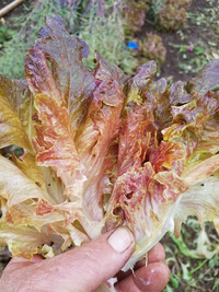 Strawberry Oakheart (Lettuce)