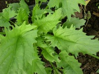 Faster (Strawberry Spinach)