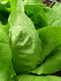 Sucrine (Lettuce)