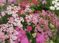 Summer Berries (Achillea)