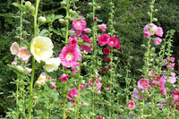 Summer Carnival Mix (Hollyhock)