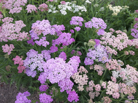 Summer Pastels (Achillea)