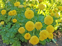 Sunny Ball (Matricaria)