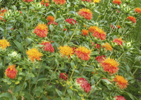 Superior Orange (Carthamus/Safflower)