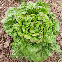 Sweet Baby Cos (Lettuce)