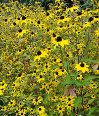 Tall Triloba (Rudbeckia/Black-Eyed Susan)