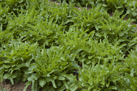 Tall Oaks Mix Lettuce