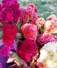 Temple Bells (Celosia)