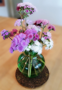 Timeless Mix (Ageratum/Floss Flower)