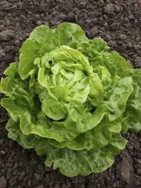 Tom Thumb (Lettuce)