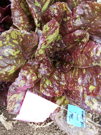 Total Clown Lettuce