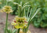 Transformer (Nigella)