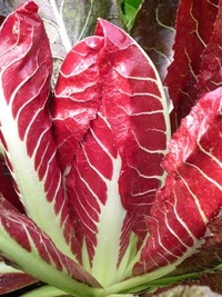 Early Treviso (Chicory)