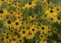 Triloba Macau (Rudbekia/Black-Eyed Susan)