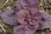 Triple Purple (Orach)