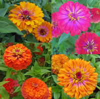 UV Bee Mix (Zinnia)