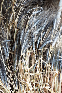 Utrecht Blue (Wheat)